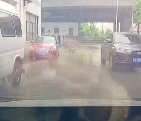 The dog stops in front of the car, honking, and he doesn't leave