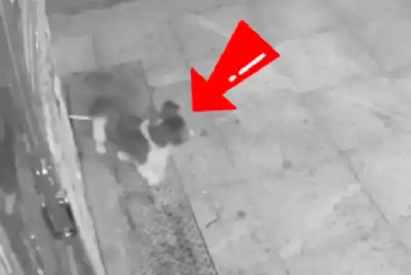 The guard dog at the barbecue was shot with a crossbow in the middle of the night by a masked man
