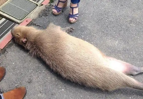 The tourists walked and the dolphins fainted on the side of the road