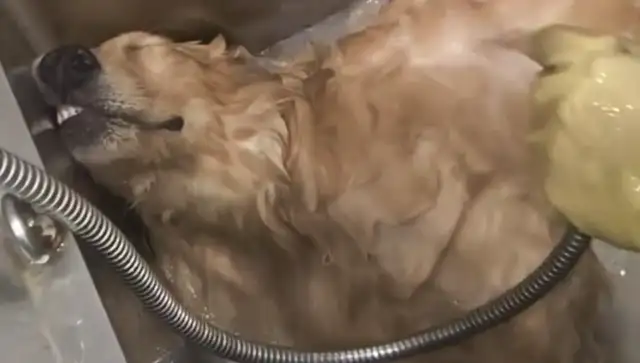 The dog fell asleep in the shower at the pet shop. Dog: I want a card