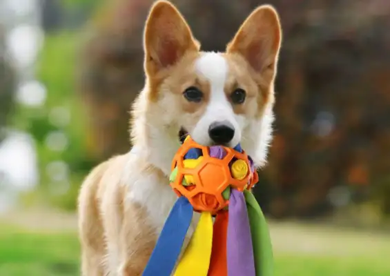 pets, low-priced tea, ancient gold, etc. have become consumers' favorites