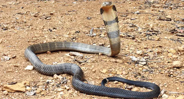 A man in Guizhou hangs a cobra around his neck and is bitten to death. Life