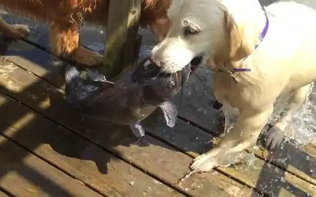 The fish-catching dog comes to show off with his new prey