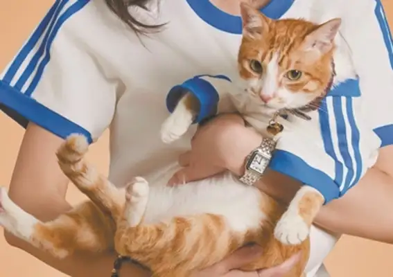 "Put on the shit" wallet! The pet sweatshirt is spoiled