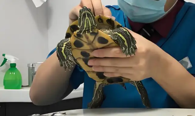 Dr. Han, 27-year-old veterinarian who injected Brazilian turtles