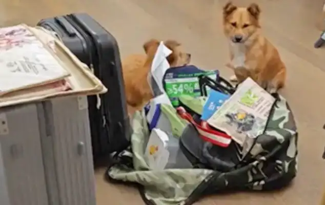 The master is moving, and the adopted stray dog thinks he's abandoned