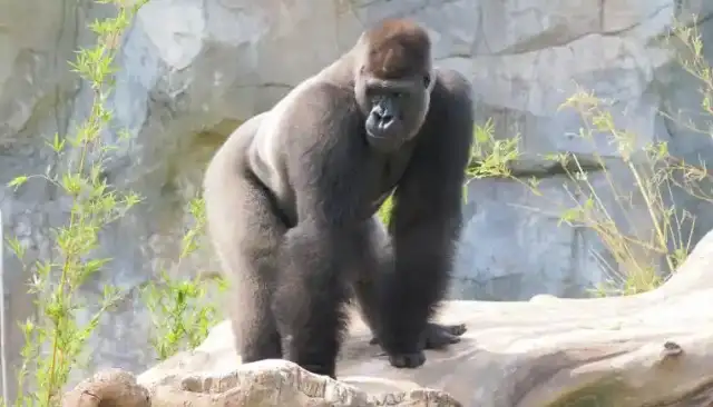 Nanjing Red Mountain Forest Zoo is known as the Great Gorilla Four Brothers
