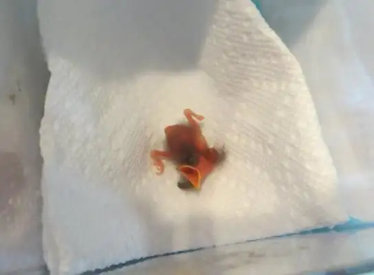 The baby bird fell by accident and couldn't return to the nest