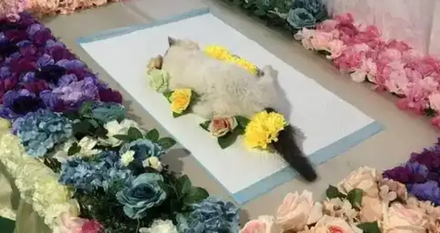 Don't let pet burials become a regulatory blind zone