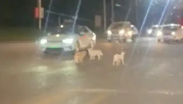 Three stray dogs crossed the street, almost hit by a car