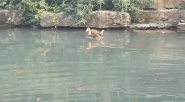 A duck swims funny in the pond, and a wing is high. Fly
