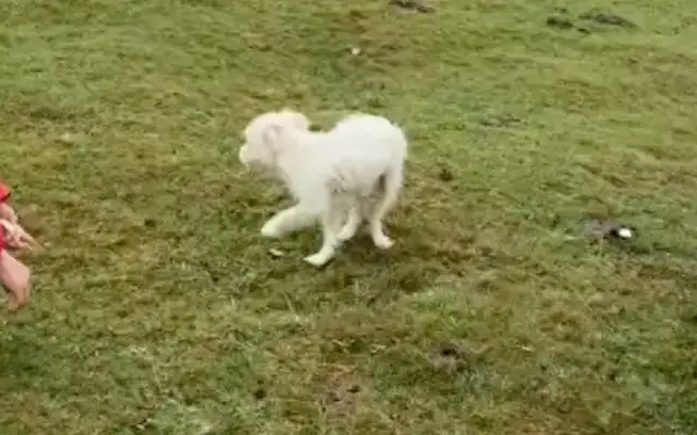 I met a stray dog in Qinghai Lake and jumped into the car and asked for help