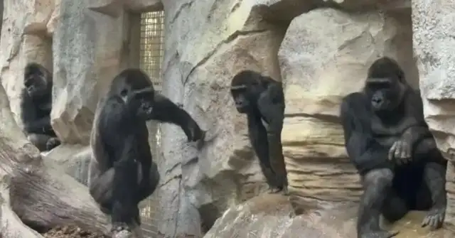 Nanjing Red Mountain Forest Zoo is known as the Great Gorilla Four Brothers