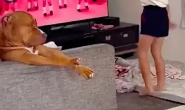 Kids learn to dance every day at home. Even dogs throw their eyes at it