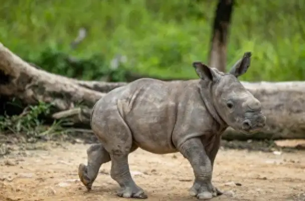 The long white rhinoceros family in Guangdong