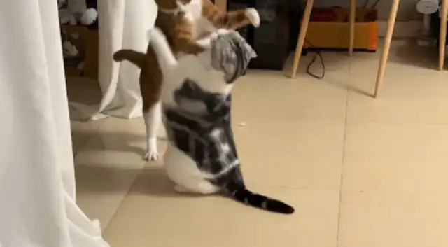 Two cats fight and shake hands. Netizen: Pussy Poop