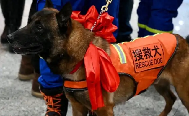 Nanjing Kung-hoon Search and Rescue Dog Xiao Long lost: Order of Life in Search of the City