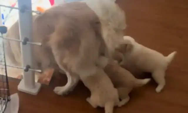 Mom and Dad went down the stairs, and the dog was too tight