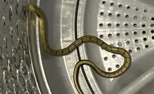 Mountain West Express, 16th floor washing machine alerts pet snakes: details of pet management