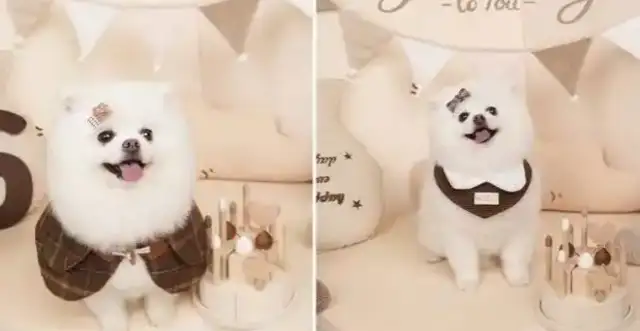 The pet writing house is on the rise, and there's a shop that's custom-made