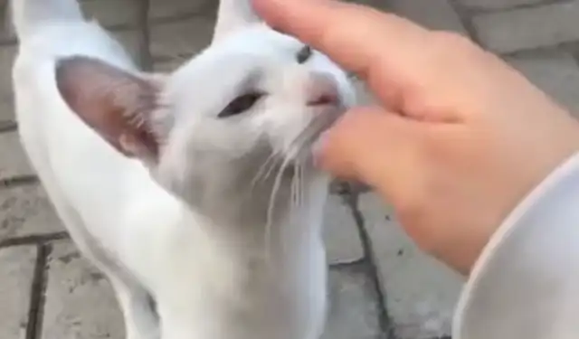 Cats are interacting with women. They're suddenly heading for 2-ha and giving it a hug