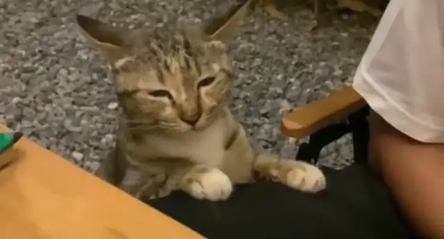 The cat's looking for fried chicken. Cat: Have to smile, reach out without smiling