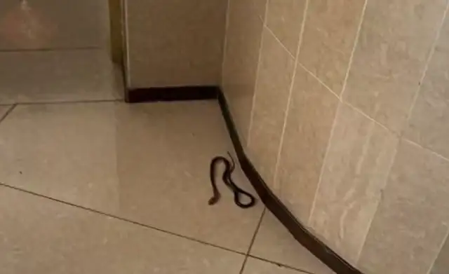 100 pet snakes in the East Side : 25