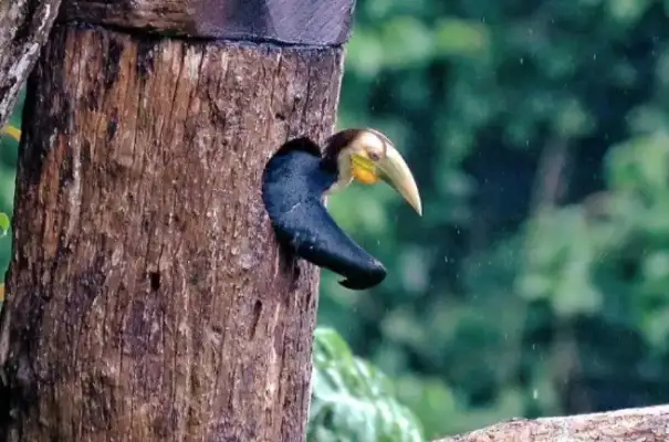 The young bird is out of the nest. Yunnan has for the second year in a row recruited rhino