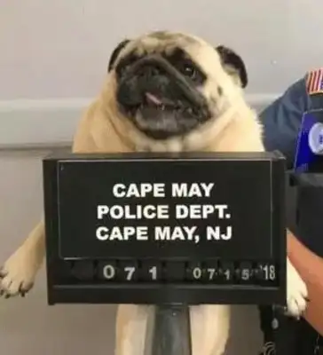 The owner spent a bag of cookies bailing out Baggou, a cyber friend, "What did the dog do?"