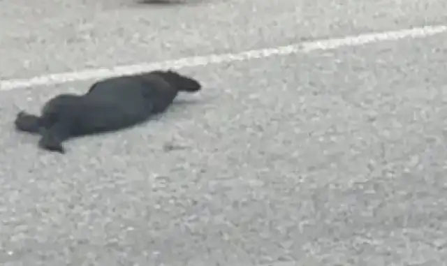 The dog died in a car accident, and a group of kids took it off the road and dug a hole