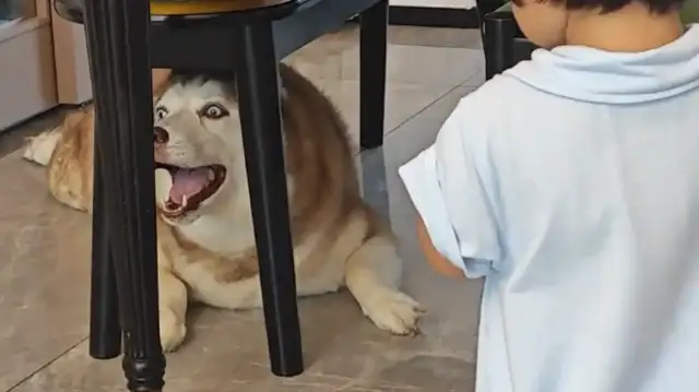 The dog didn't want to see the little master. He was so noisy