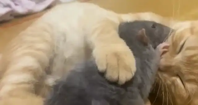 Cats and pet rats get along very well. It's really biological