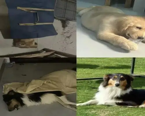 In a small district of Guangxi, many pets were poisoned and killed at high altitude