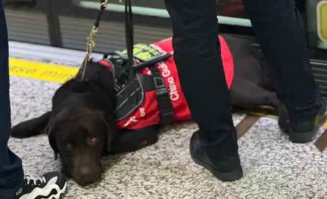 The Shenzhen Hotel refused to follow the blind dog: from conflict to demonstration. Change