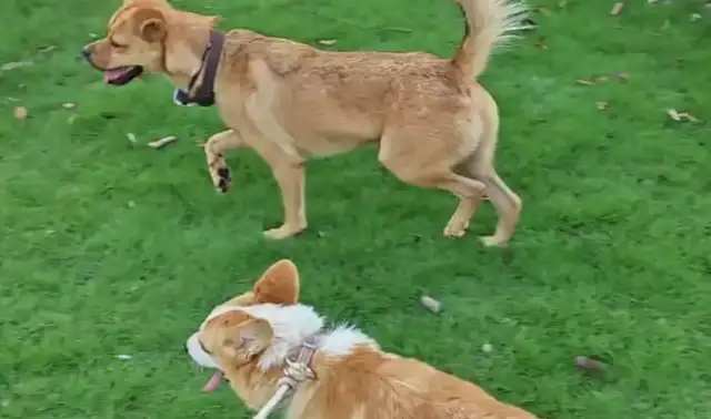 Dogs walk like Kirky