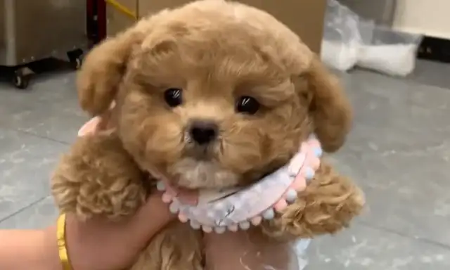 Little Teddy is chasing the master and running to the bottom. Fight! Slide