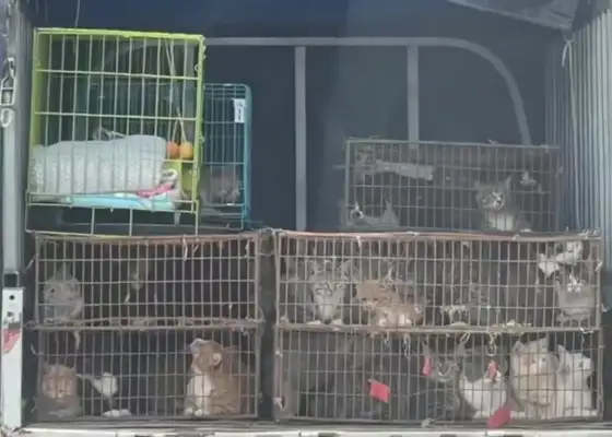 Over 200 cats in Hebei Zhang's family were rescued for adoption. Police: Cat vendors have been detained