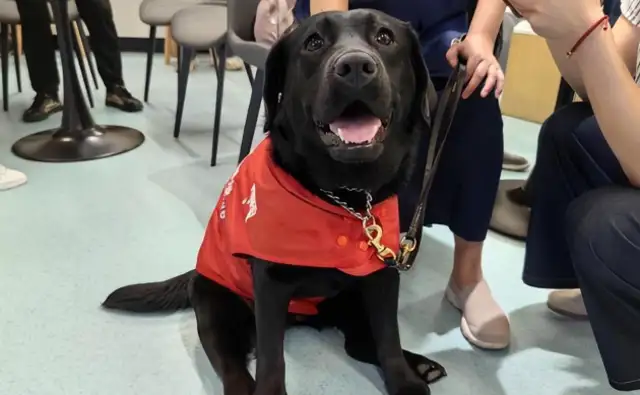 The Shaanxi History Museum guide dog event: the collision of 6,000 years of civilization with the right to accessibility