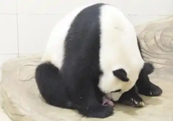 China Large Panda Conservation Research Centre: first panda cub born in 2025