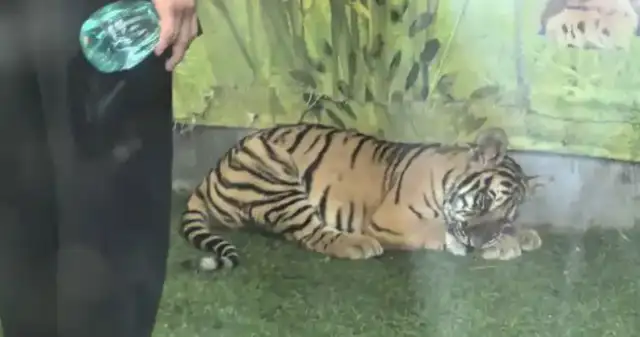A tiger was slapped at Shandong Zoo? Local response: a working-class survey has been established