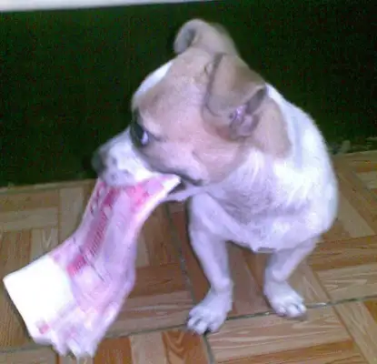 The man hid $1,000 in his wife's private room and was found by his dog for 10 minutes
