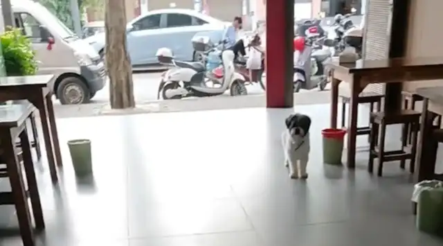 The neighbor's dog comes every weekend to play with the girl's dog. Netizen: Foxfriend