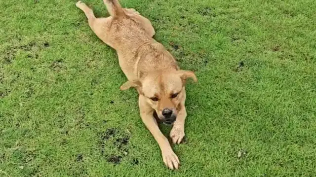 Dogs walk like Kirky