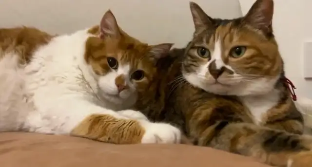 Cats are brothers and sisters. There's a big difference. Yeah