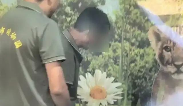A tiger was slapped at Shandong Zoo? Local response: a working-class survey has been established