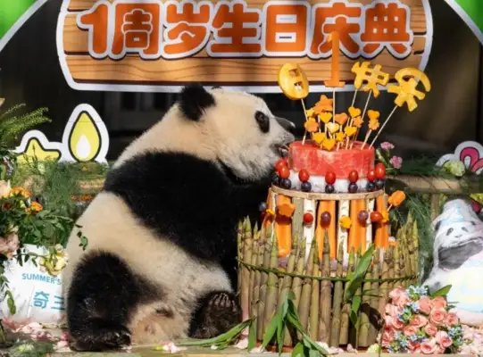 Chongqing Zoo is one year old! Cute claws are all over the place