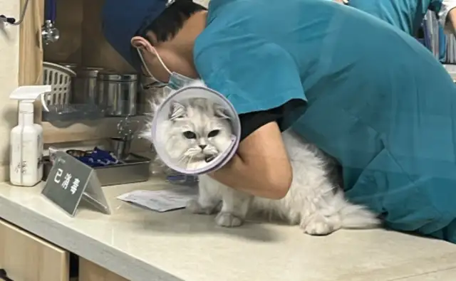 Cat sniffer cancer: the light of hope in the scientific fog