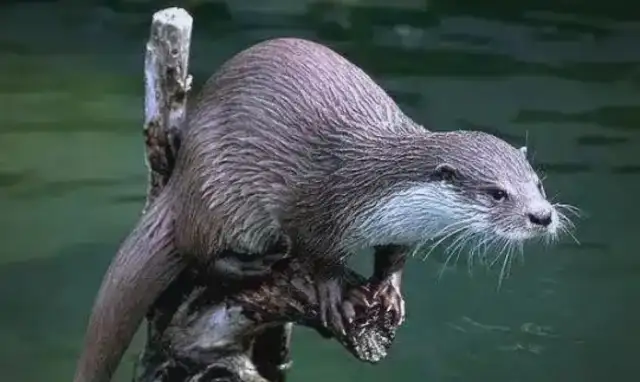 The Sea Dogs are out! It's the first time that Daishima has discovered that he's in great danger