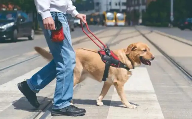 International Dog Foundation: Transnational Rescue Operations and Roads to Drift Dog Welfare Improvement