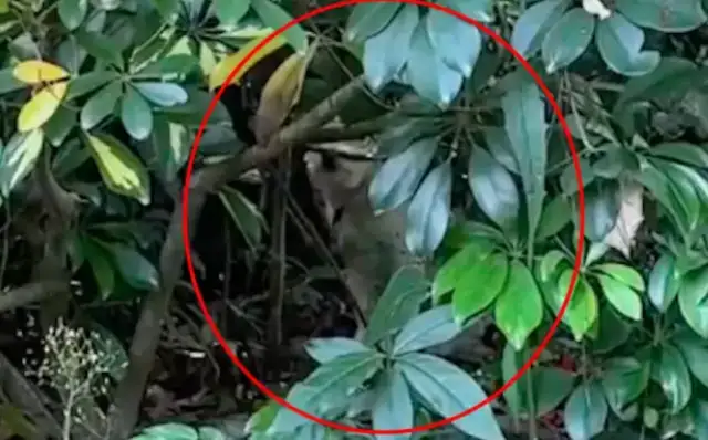 At first, fearing a stray dog, the girl took the ham entrails and jumped out